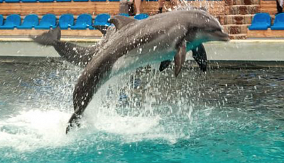 Дельфины узнают друзей по вкусу мочи