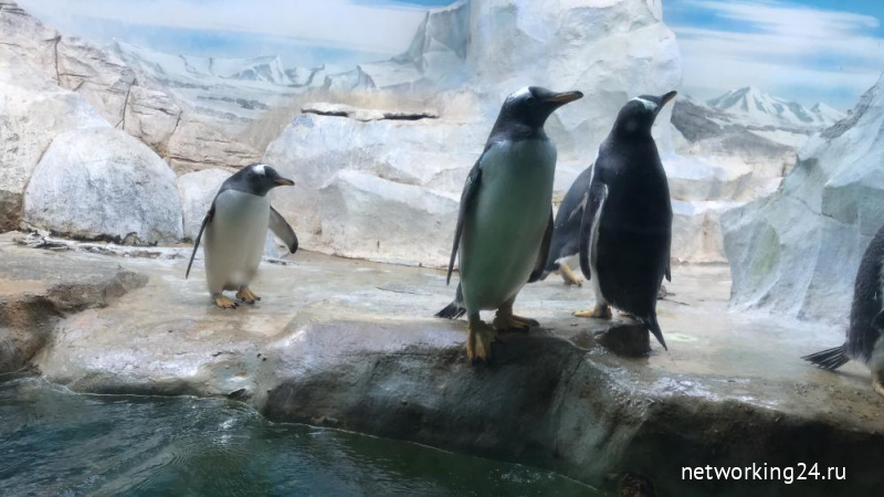 Как пингвины знакомятся со снеговиком