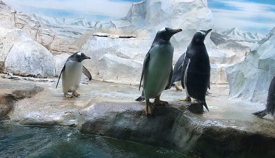 Как пингвины знакомятся со снеговиком